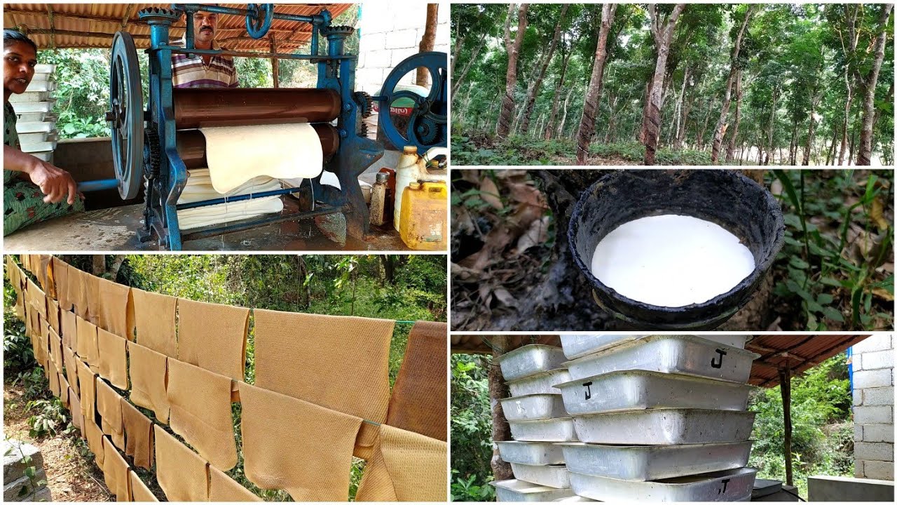 Natural Rubber Manufacturing Process From Trees Suppliers and
