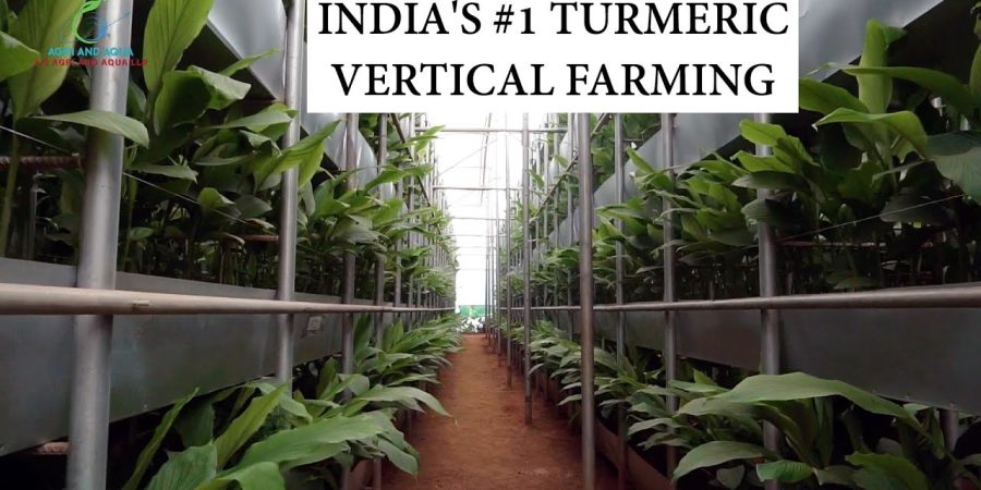 INDIA's #1 TURMERIC VERTICAL FARMING | Soil Based | 100 Acre's Production In 1 Acre